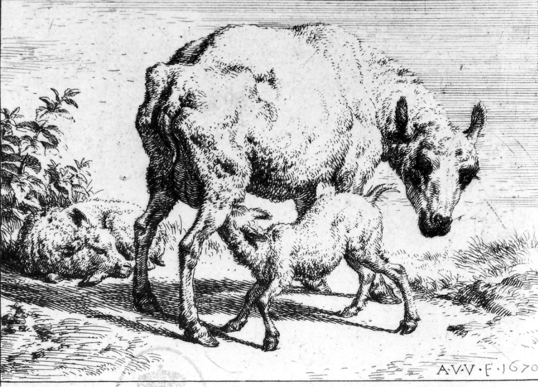 LA PECORA CHE ALLATTA UN AGNELLINO, pecora e agnelli (stampa) di Van de Velde Adriaen (seconda metà sec. XVII)