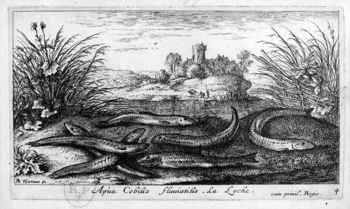 cavedano (stampa, elemento d'insieme) di Flamen Albert (seconda metà sec. XVII)