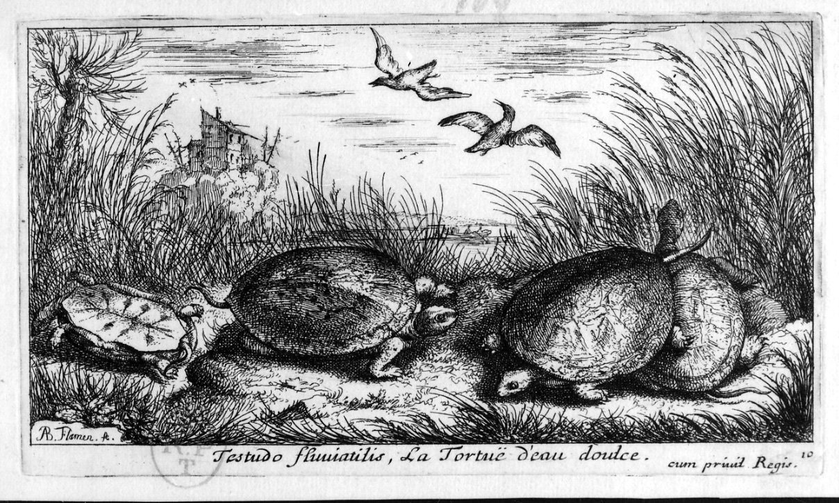 testuggine d'acqua dolce (stampa, elemento d'insieme) di Flamen Albert (seconda metà sec. XVII)