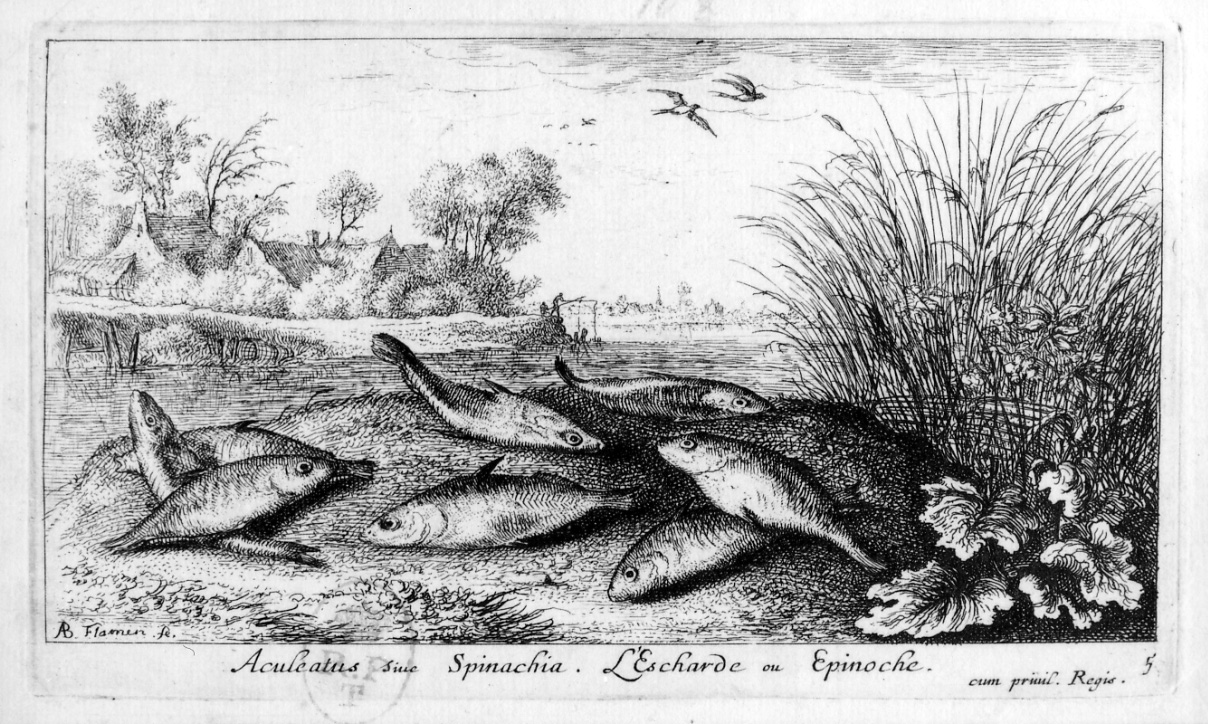 spinello (stampa, elemento d'insieme) di Flamen Albert (seconda metà sec. XVII)