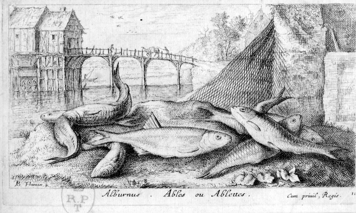 alborella (stampa) di Flamen Albert (seconda metà sec. XVII)