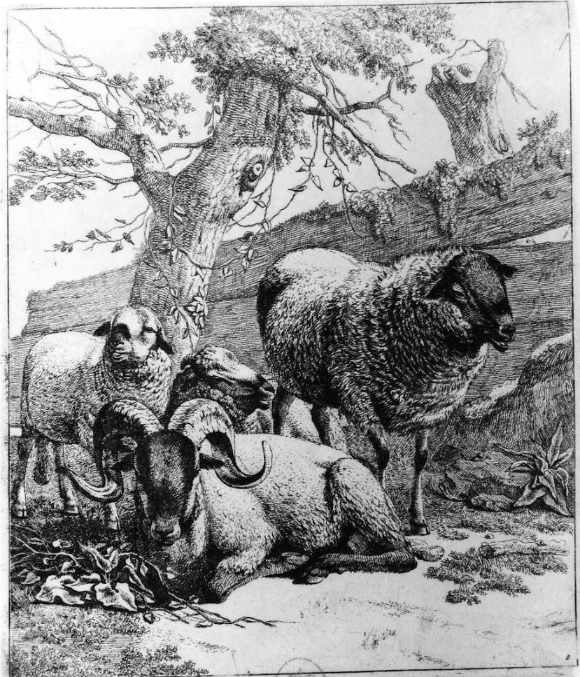 I MONTONI AI PIEDI DEGLI ALBERI, pecore e montone (stampa, elemento d'insieme) di Roos Johann Heinrich (seconda metà sec. XVII)
