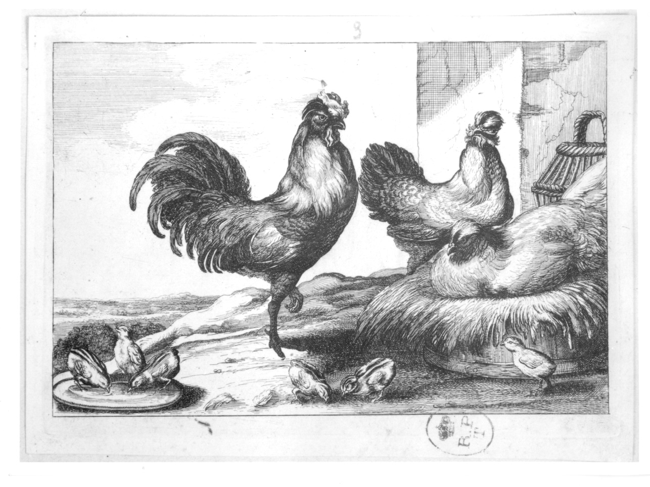 Galli (Pollaio), gallo e galline con pulcini (stampa, elemento d'insieme) di Neale Thomas (metà sec. XVII)