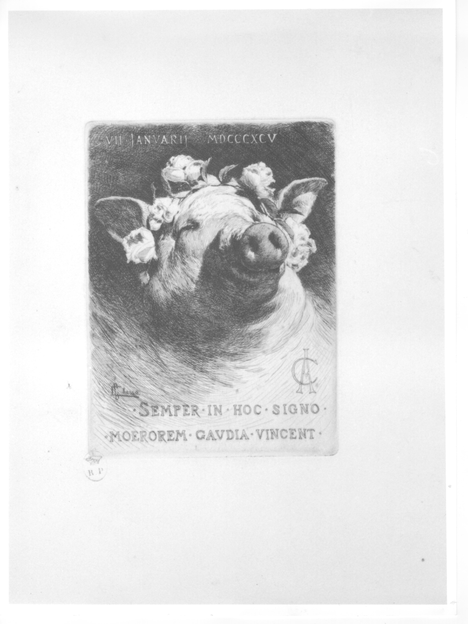 testa di maiale (stampa) di Chessa Carlo (fine sec. XIX)