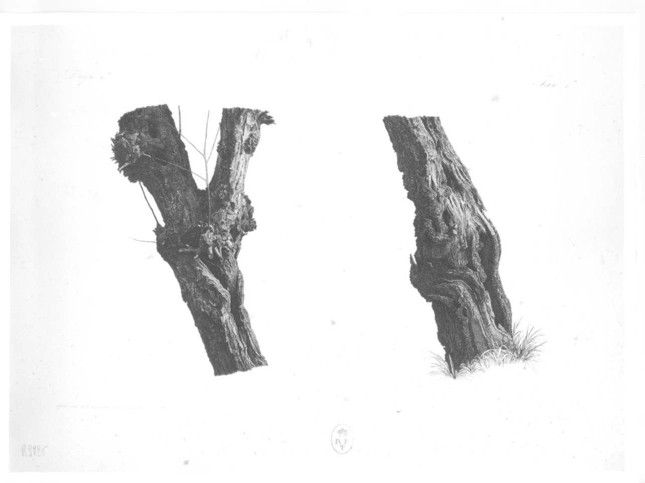Due tronchi, due tronchi d'albero (stampa) di Lauro Agostino (sec. XIX)