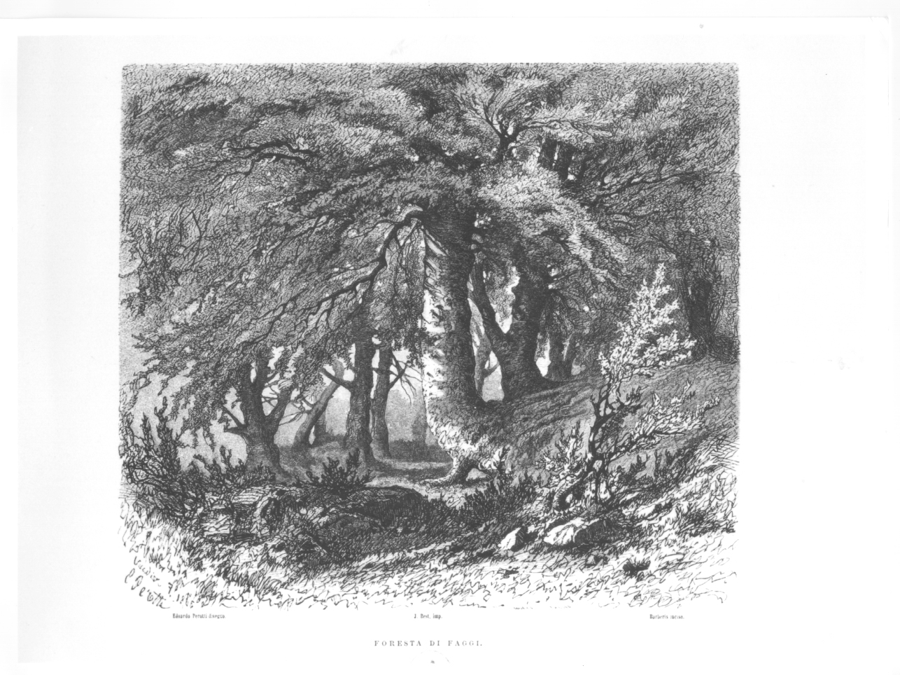 Foresta di faggi, paesaggio con alberi (stampa) di Perotti Edoardo, Barberis (metà sec. XIX)