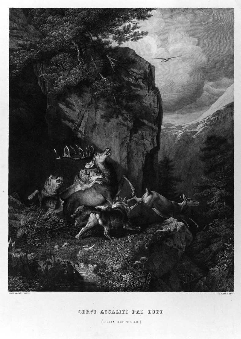 cervi assaliti da lupi (stampa) di Gauermann Friedrich, Lauro Agostino (metà sec. XIX)