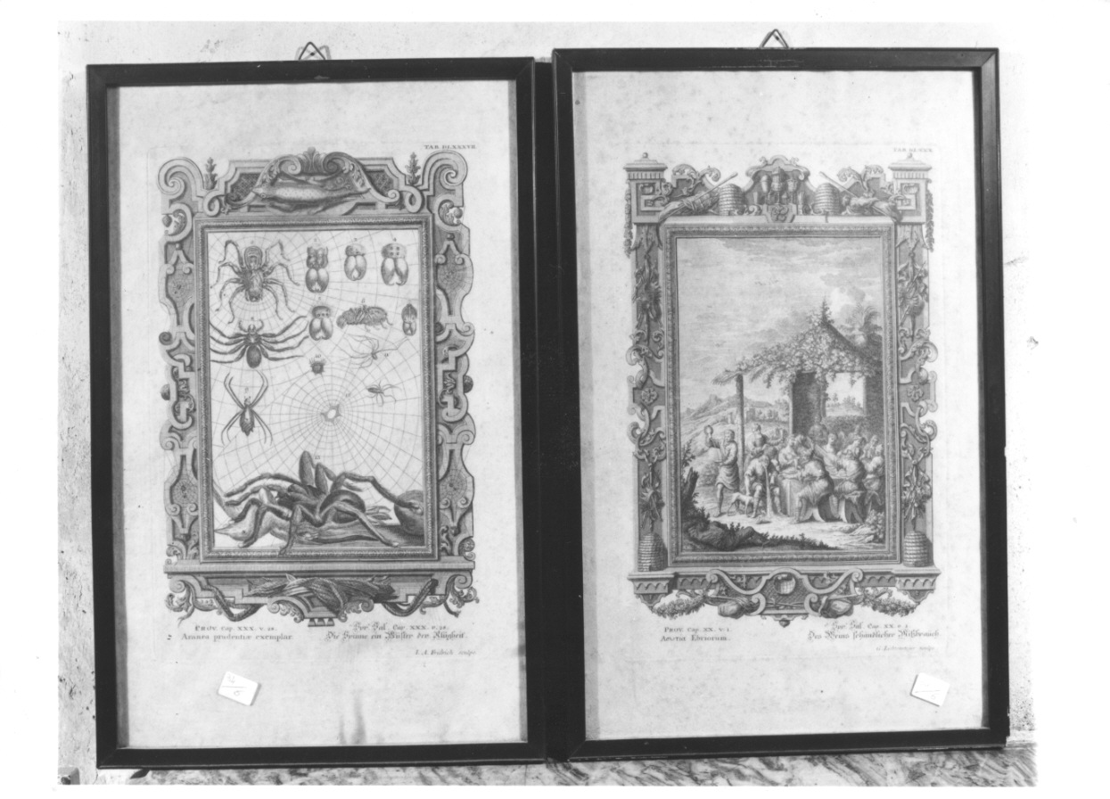 esemplari di aracnidi (stampa) di Fridrich Jacob Andreas (prima metà sec. XVIII)