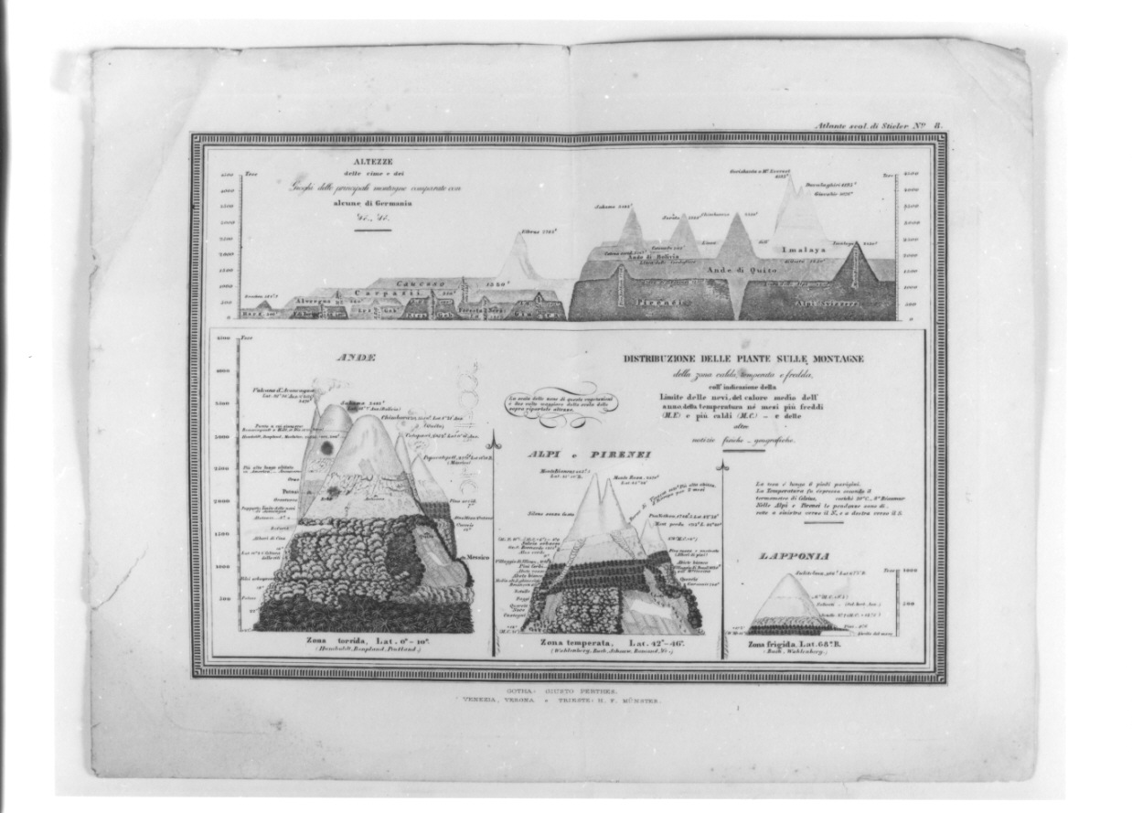 distribuzione della vegetazione sulle montagne (stampa a colori, elemento d'insieme) - ambito veneto (seconda metà sec. XIX)