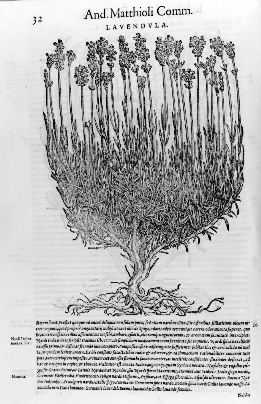 pianta di lavanda (stampa, elemento d'insieme) - ambito italiano (terzo quarto sec. XVI)