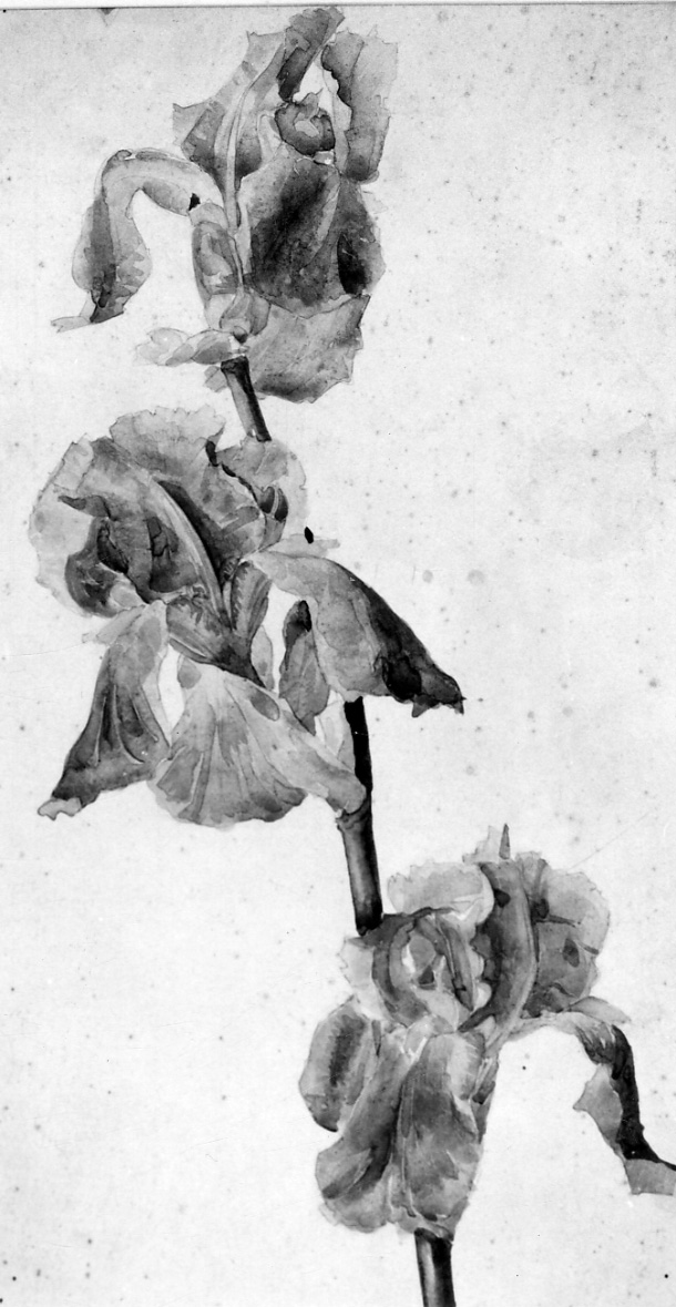 iris (disegno, opera isolata) di Casanova Giulio (ultimo quarto sec. XIX)