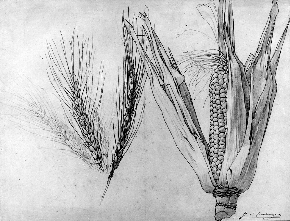 spighe di grano e pannocchia di granturco (disegno, opera isolata) di Casanova Giulio (primo quarto sec. XX)