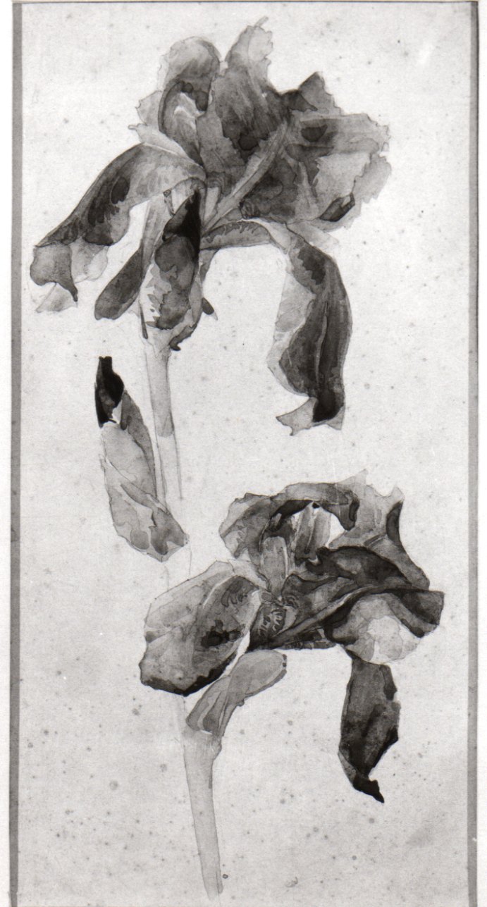 iris (disegno, opera isolata) di Casanova Giulio (ultimo quarto sec. XIX)