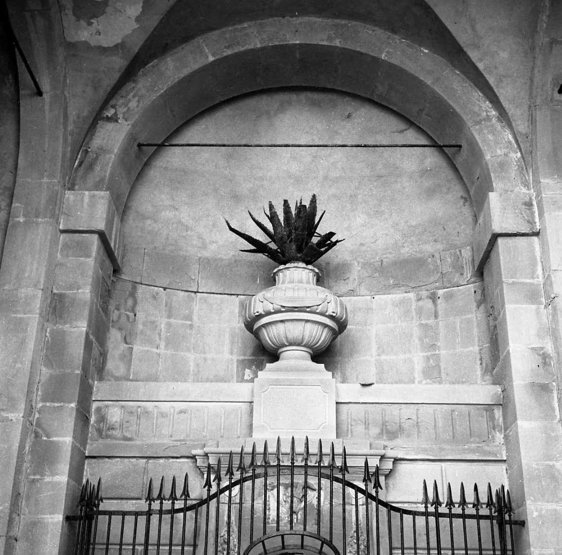 pianta di aloe (decorazione) di Mancinelli Brizzo (sec. XVIII)