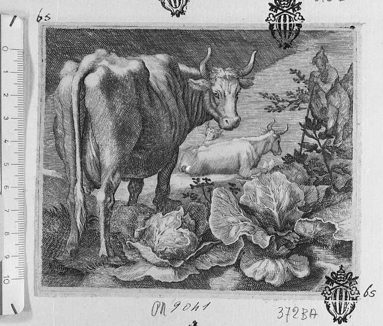 Due mucche (stampa) di Bloemaert Abraham - ambito olandese (sec. XVII)