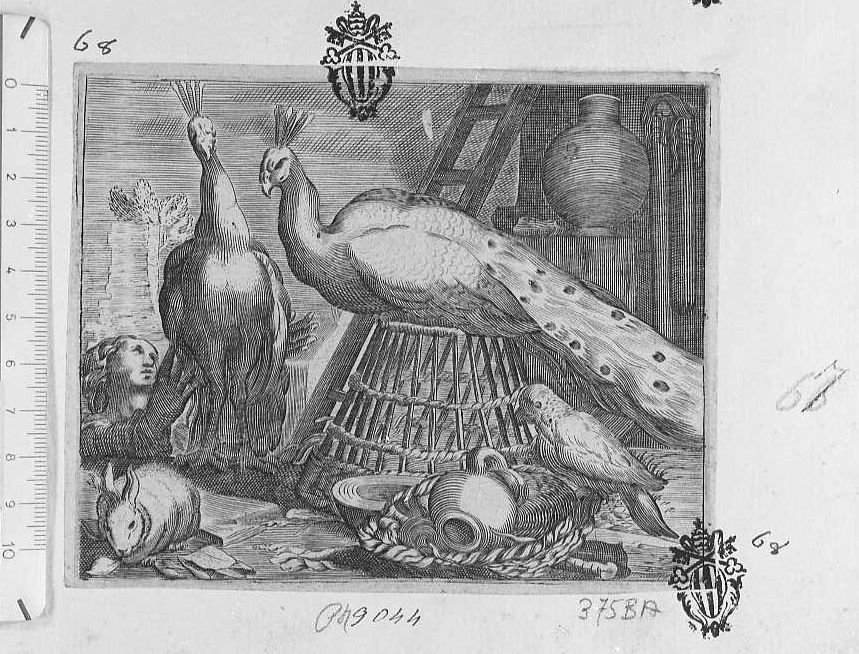 Due pavoni (stampa) di Bloemaert Abraham - ambito olandese (sec. XVII)