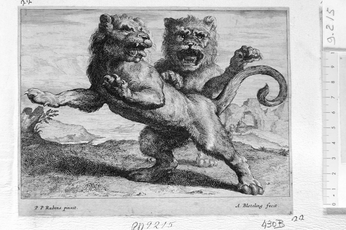 leoni (stampa) di Bloteling Abraham, Rubens Pieter Paul (sec. XVII)