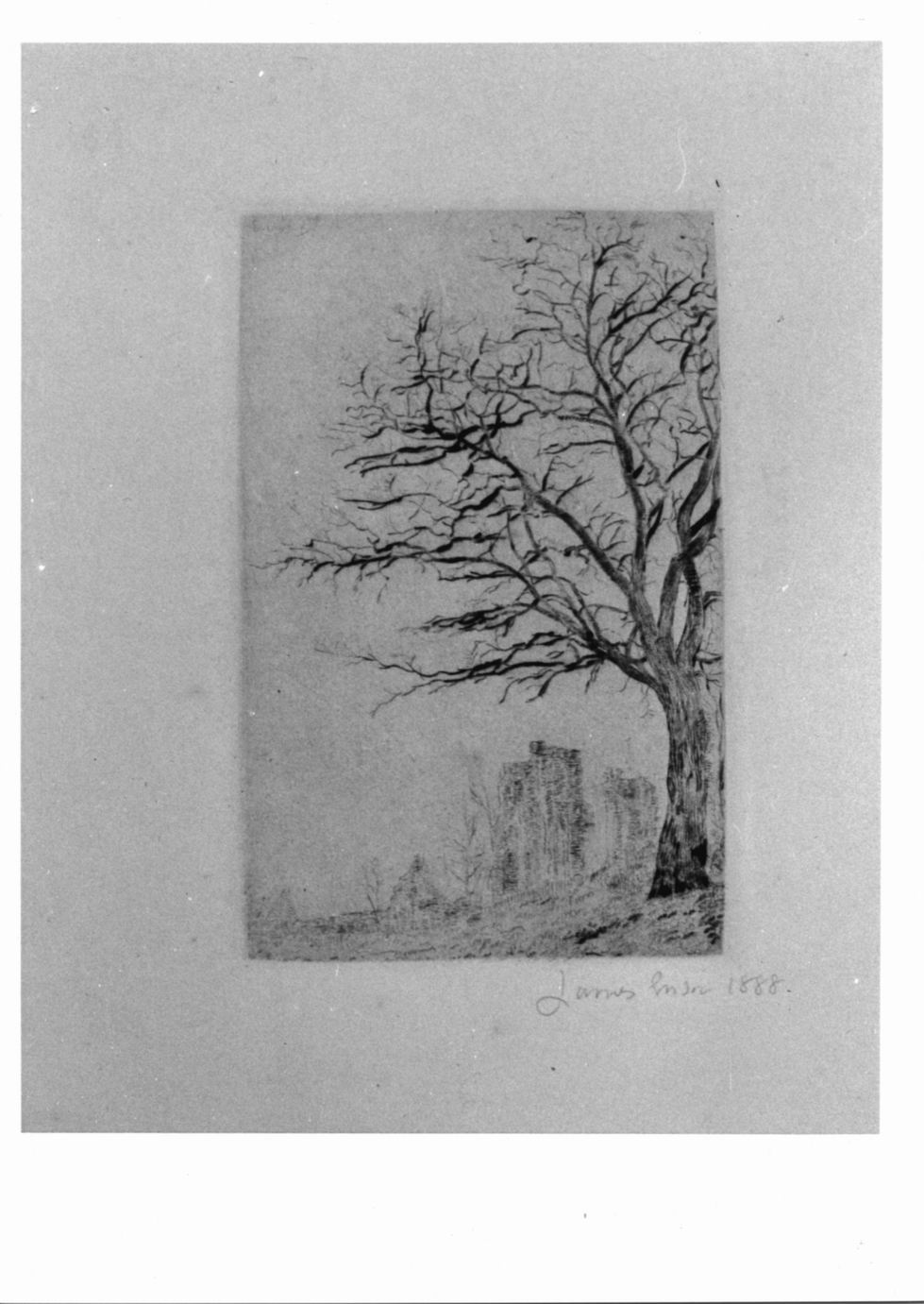 Acacia (stampa) di Ensor James (sec. XIX)