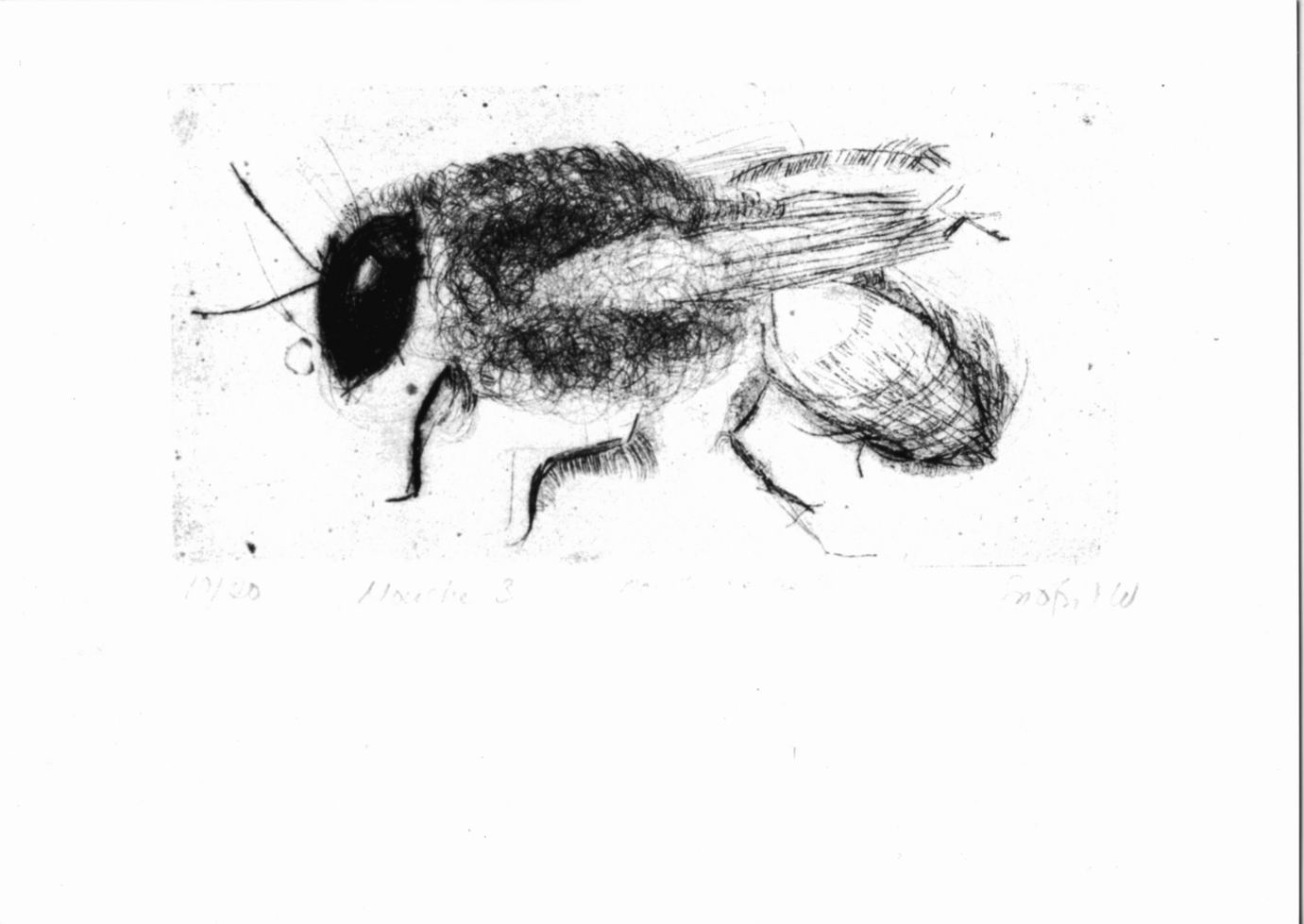 Mosca (stampa) di Snöfrid W (sec. XX)