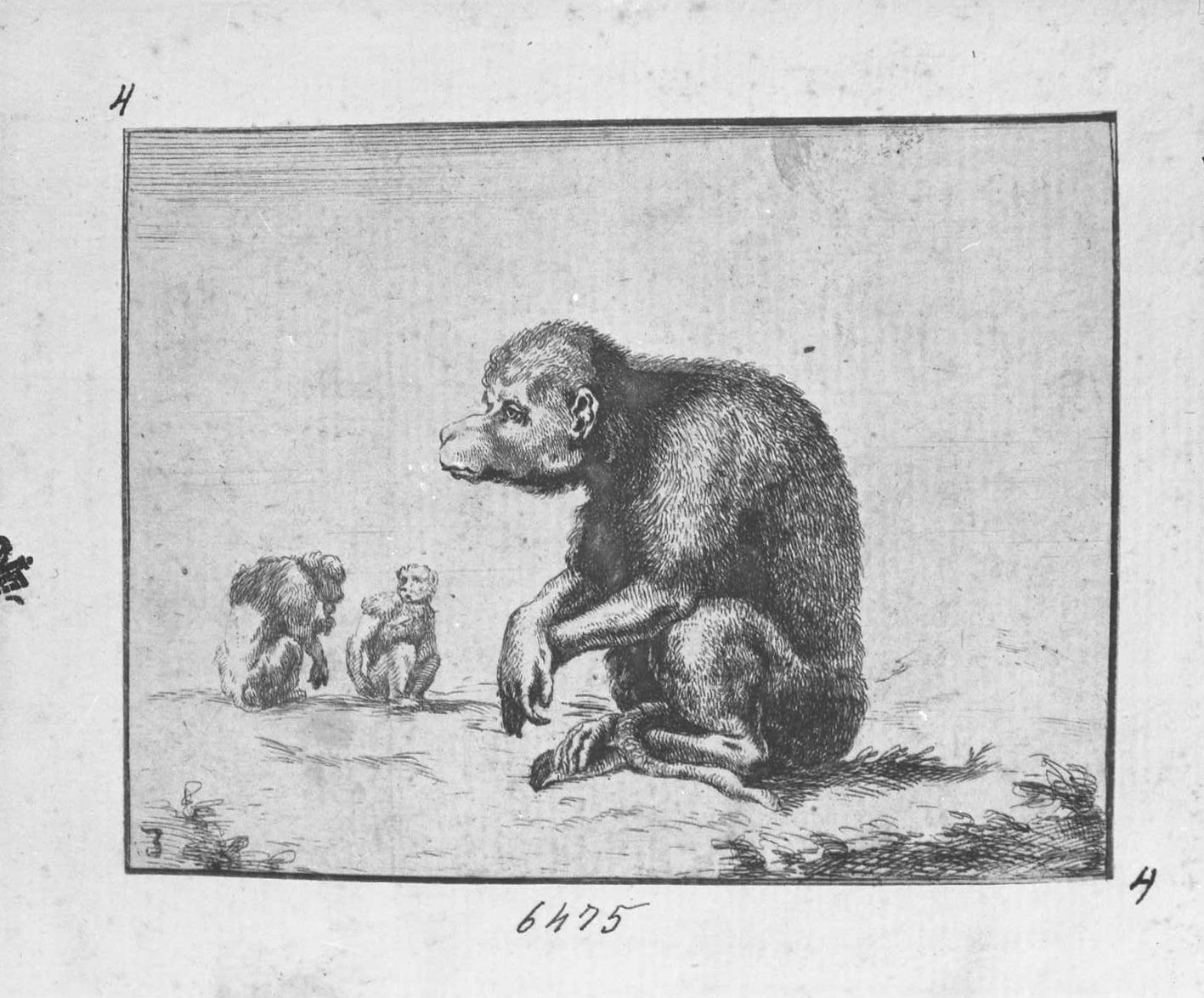 Animali e soggetti di caccia: scimmia seduta (copia in controparte), animali (stampa tagliata) di Della Bella Stefano (CERCHIA) (sec. XVII)