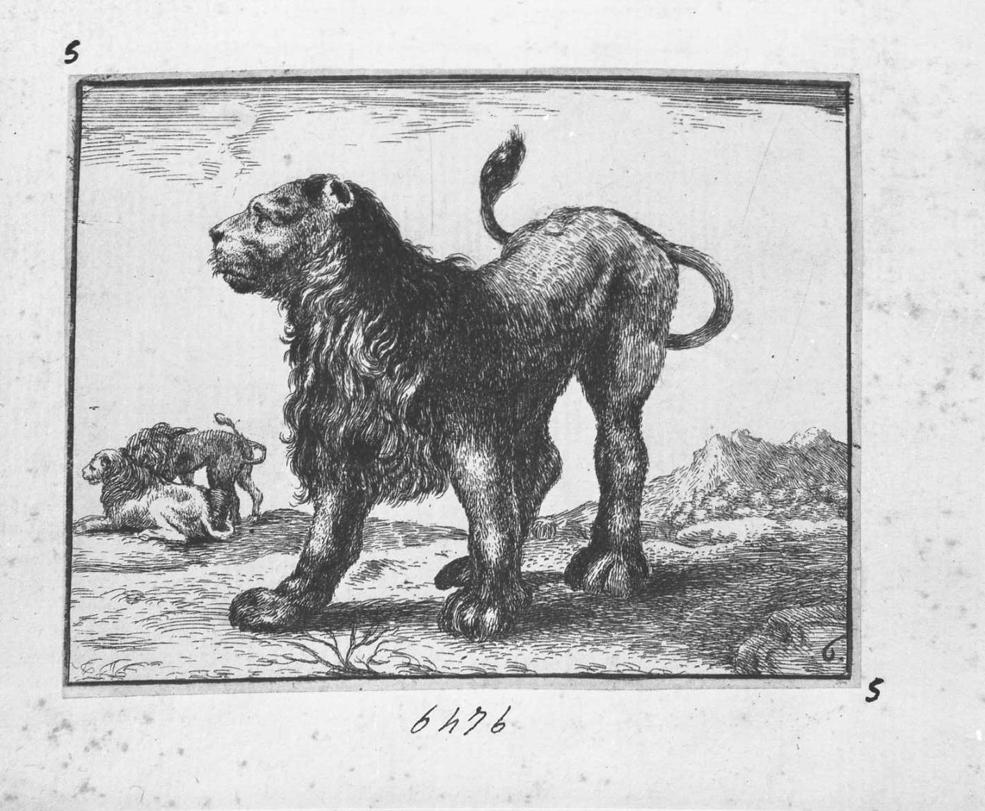 Animali e soggetti di caccia: leone in piedi volto a sinistra (copia in controparte), animali (stampa tagliata) di Della Bella Stefano (CERCHIA) (sec. XVII)