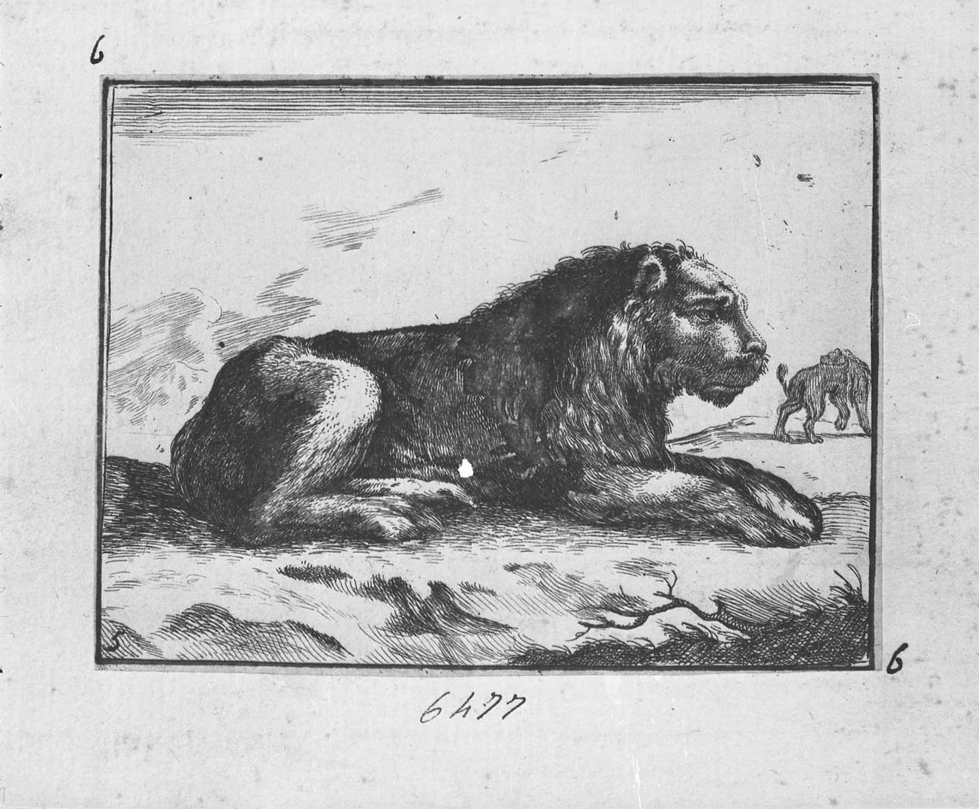 Animali e soggetti di caccia: leone accucciato volto a destra (copia in controparte), animali (stampa tagliata) di Della Bella Stefano (CERCHIA) (sec. XVII)