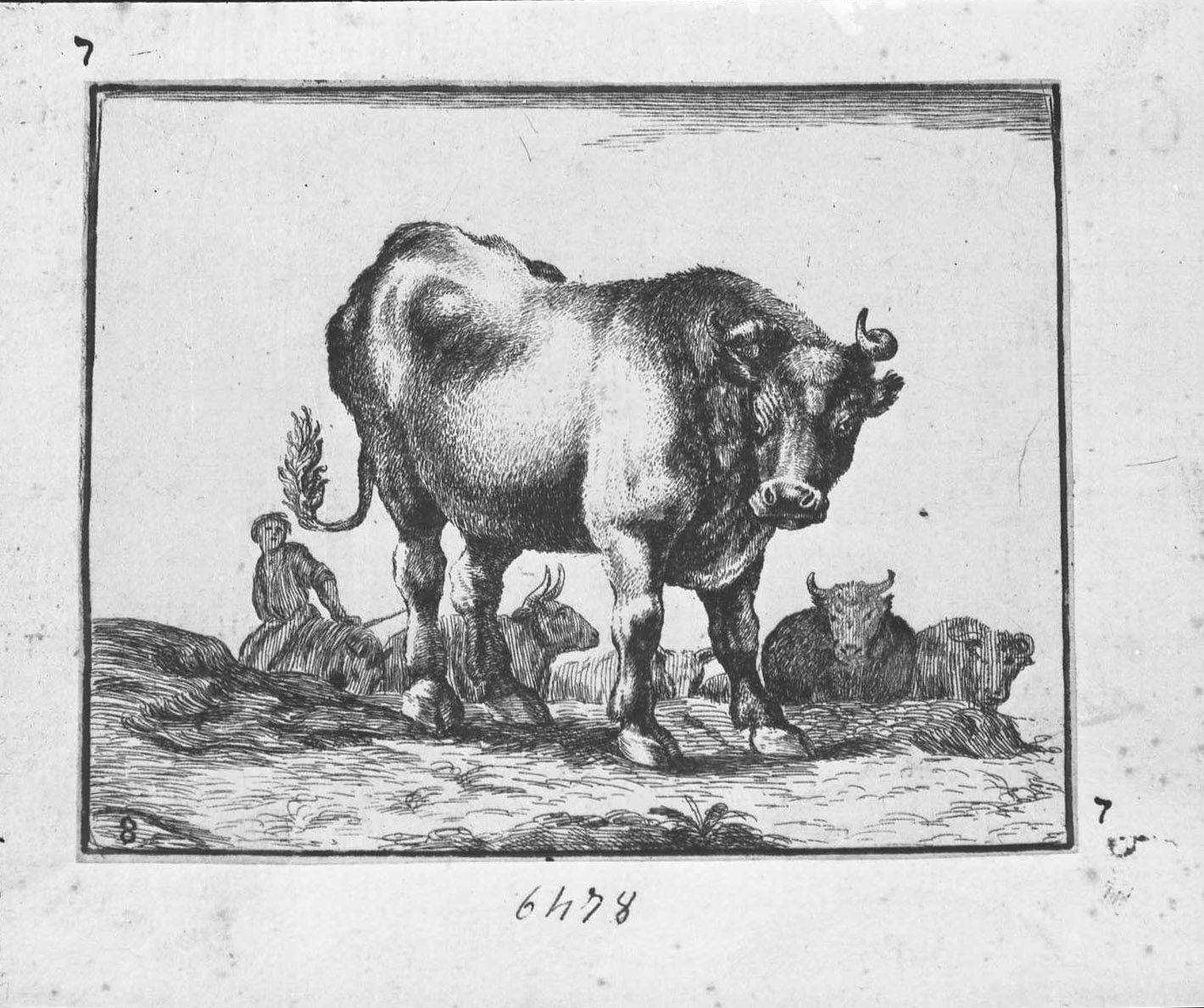 Animali e soggetti di caccia: bue volto a destra (copia in controparte), animali (stampa tagliata) di Della Bella Stefano (CERCHIA) (sec. XVII)