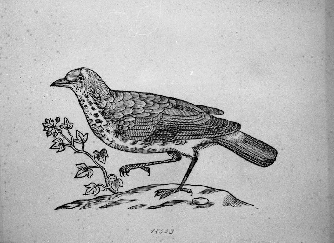 Tordo, animali e uccelli (stampa) di Coriolano Bartolomeo (secc. XVI/ XVII)