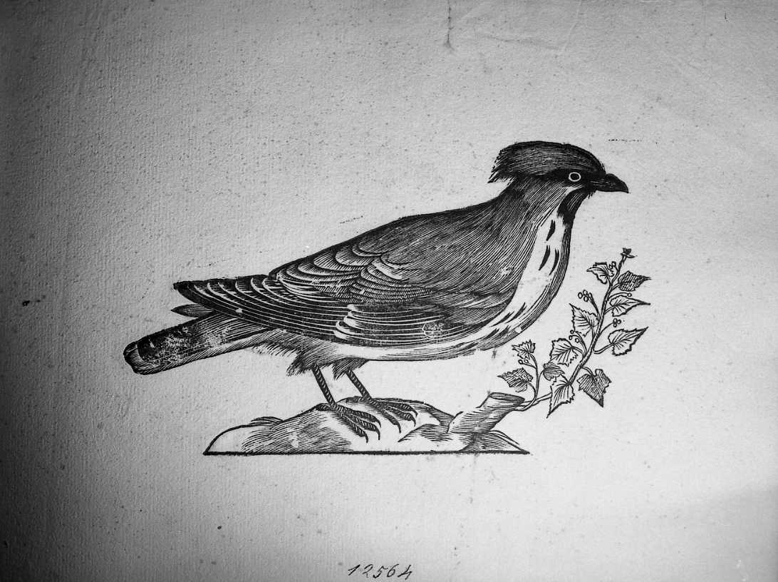 Beccofrosone, animali e uccelli (stampa) di Coriolano Bartolomeo (secc. XVI/ XVII)