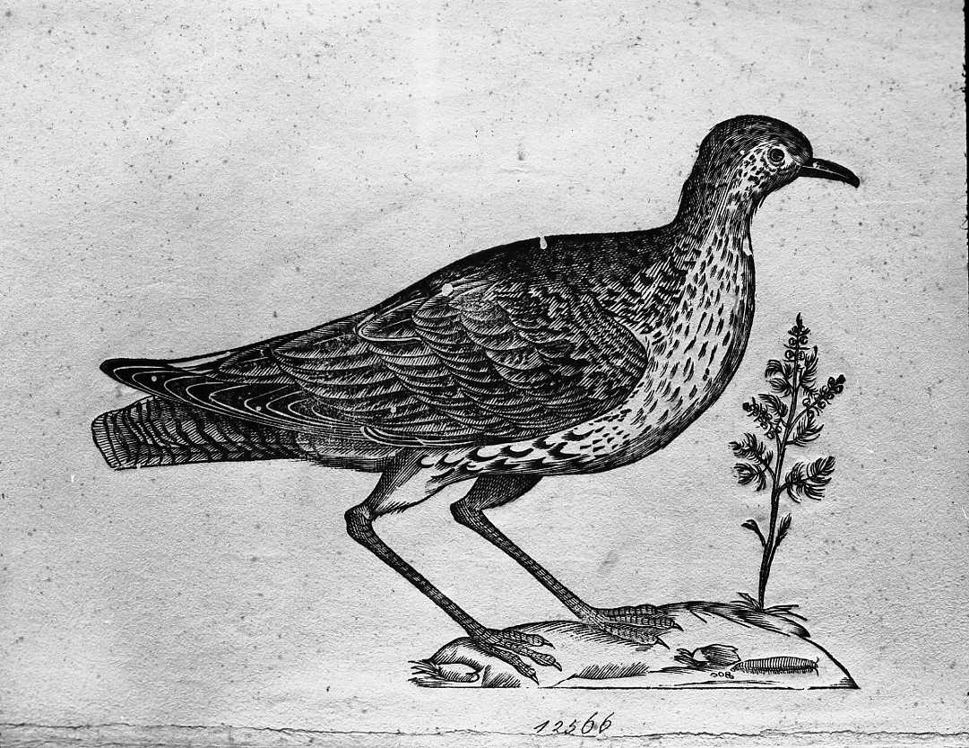 Uccello, animali e uccelli (stampa) di Coriolano Bartolomeo (secc. XVI/ XVII)