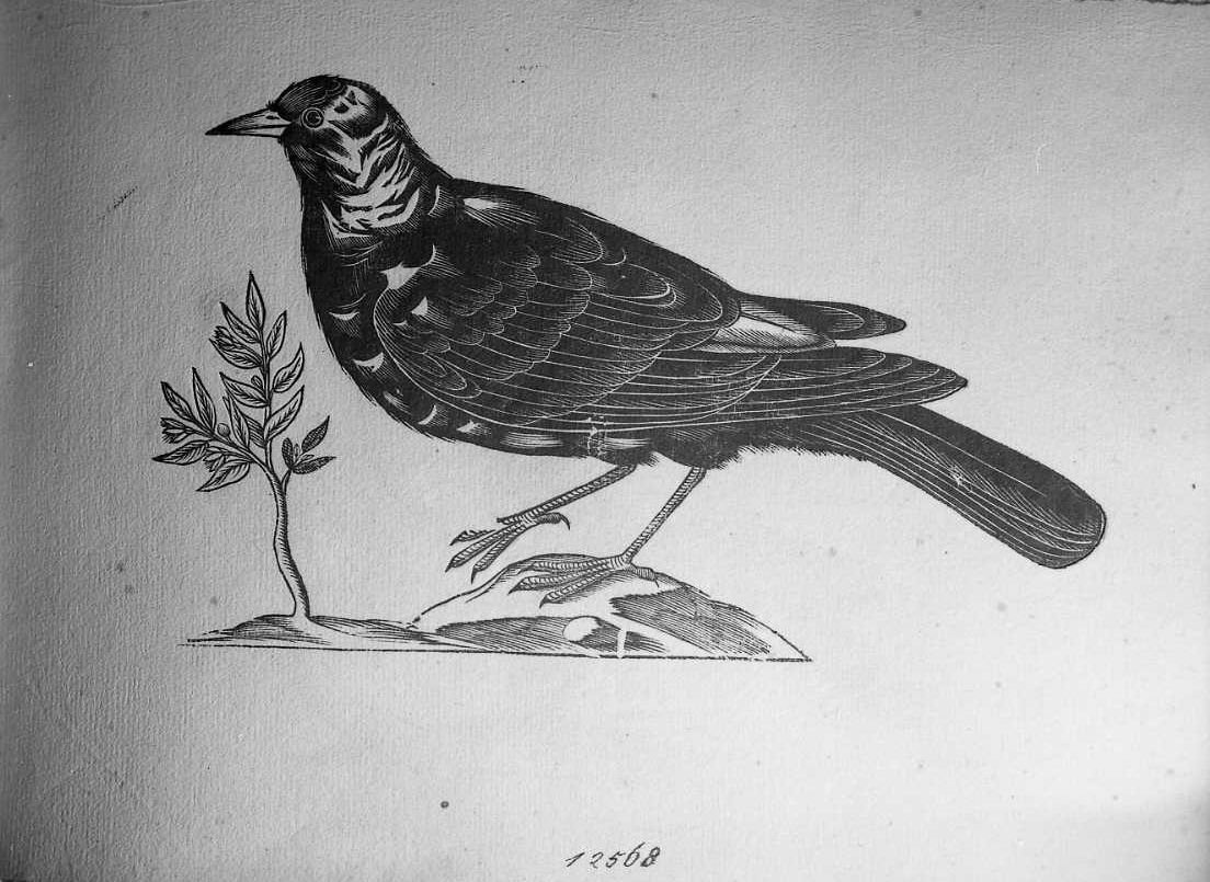 Uccello, animali e uccelli (stampa) di Coriolano Bartolomeo (secc. XVI/ XVII)