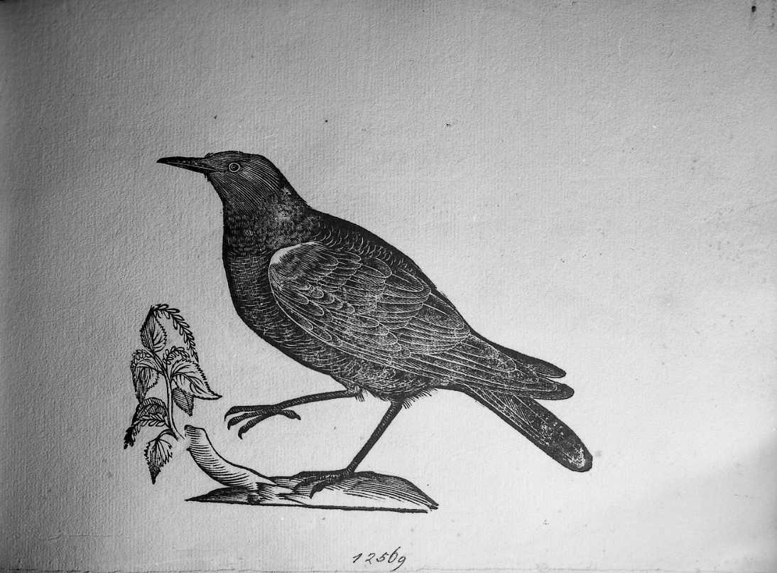 Storno, animali e uccelli (stampa) di Coriolano Bartolomeo (secc. XVI/ XVII)