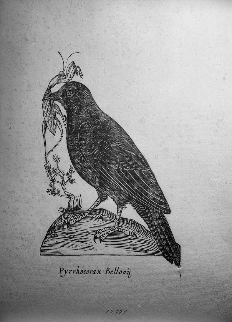 Cornacchia, animali e uccelli (stampa) di Coriolano Bartolomeo (secc. XVI/ XVII)