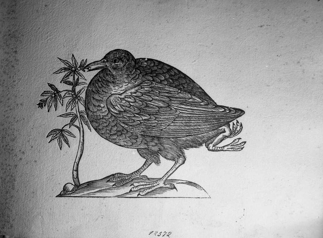 Uccello anomalo, animali e uccelli (stampa) di Coriolano Bartolomeo (secc. XVI/ XVII)