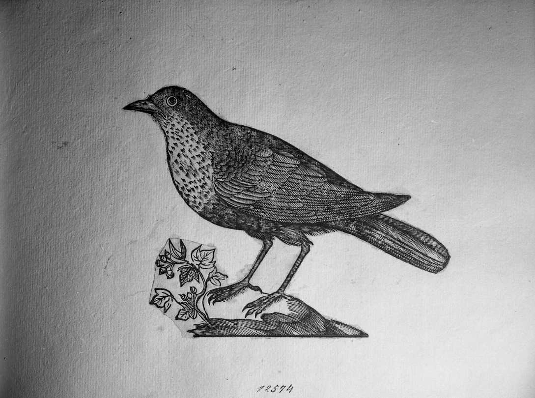 Sordone, animali e uccelli (stampa tagliata) di Coriolano Bartolomeo (secc. XVI/ XVII)