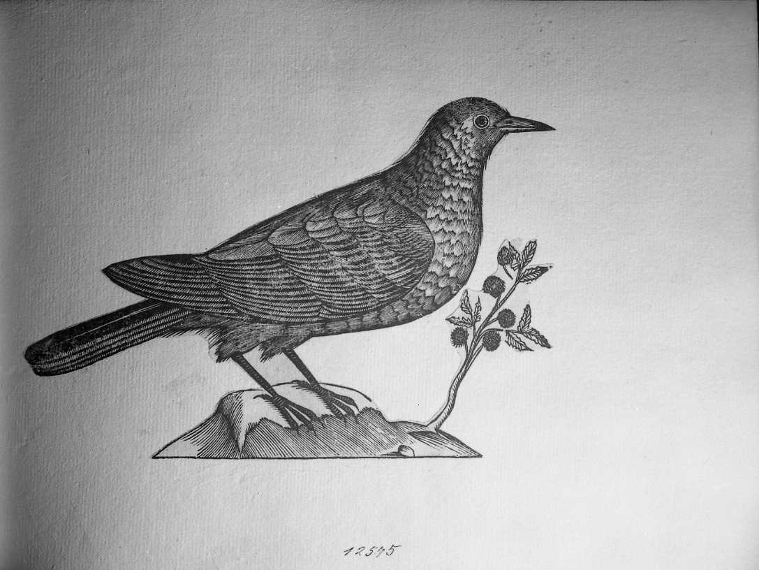 Tordo, animali e uccelli (stampa tagliata) di Coriolano Bartolomeo (secc. XVI/ XVII)