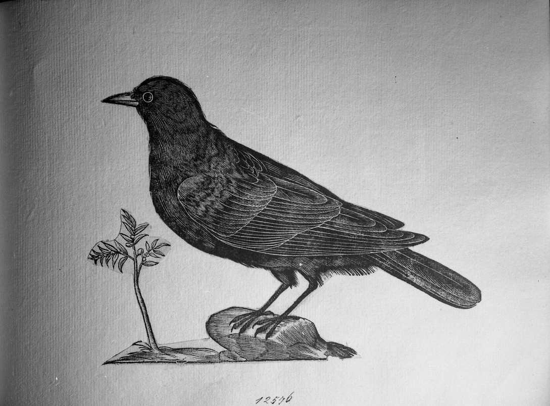 Merlo, animali e uccelli (stampa tagliata) di Coriolano Bartolomeo (secc. XVI/ XVII)