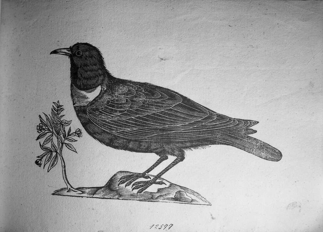 Merlo dal collare, animali e uccelli (stampa) di Coriolano Bartolomeo (secc. XVI/ XVII)