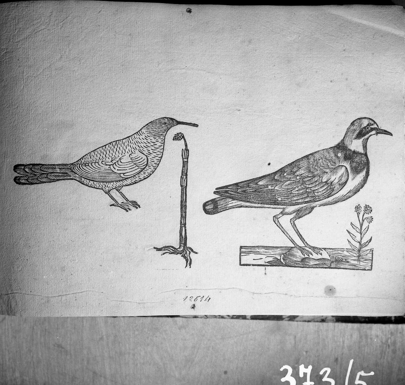 Melettifugo? (stampa) di Coriolano Bartolomeo (sec. XVII)