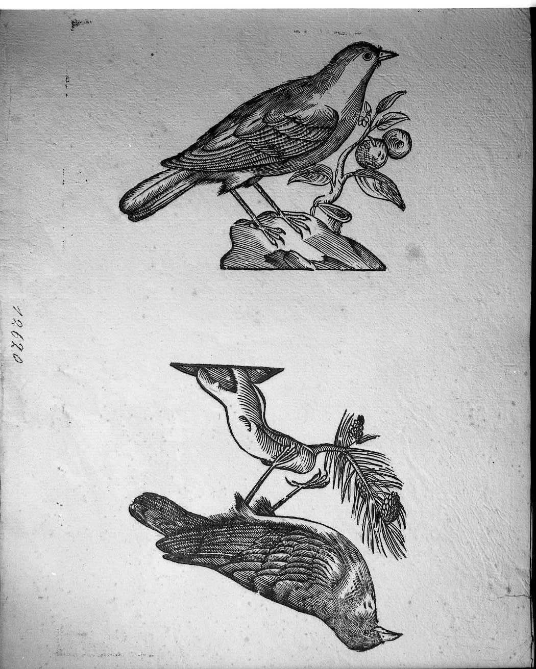 Uccelli non determinati (stampa) di Coriolano Bartolomeo (sec. XVII)
