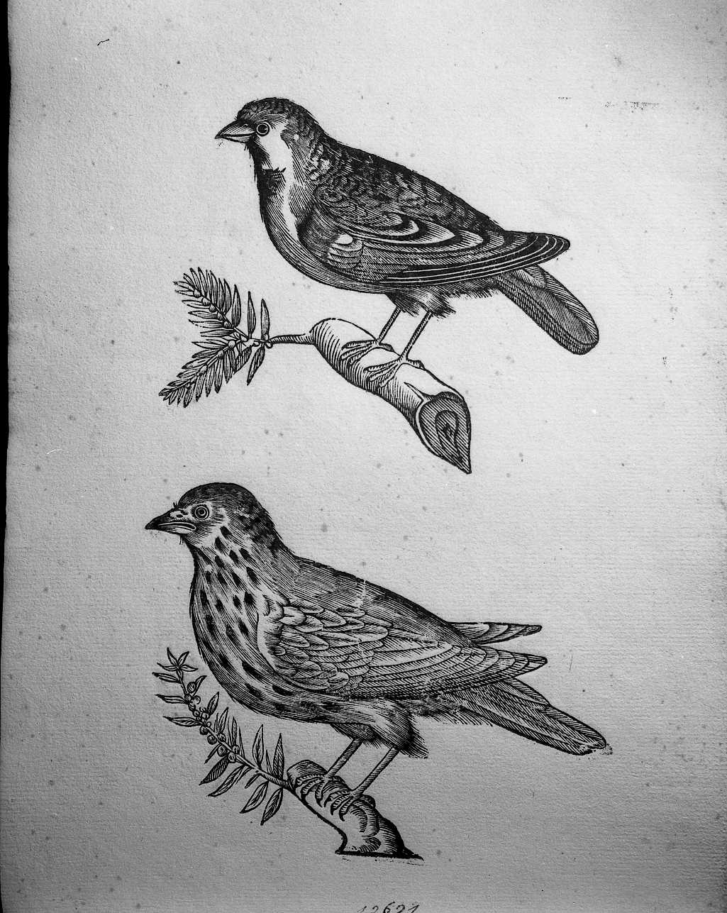 Passero e uccello non determinato (stampa) di Coriolano Bartolomeo (sec. XVII)
