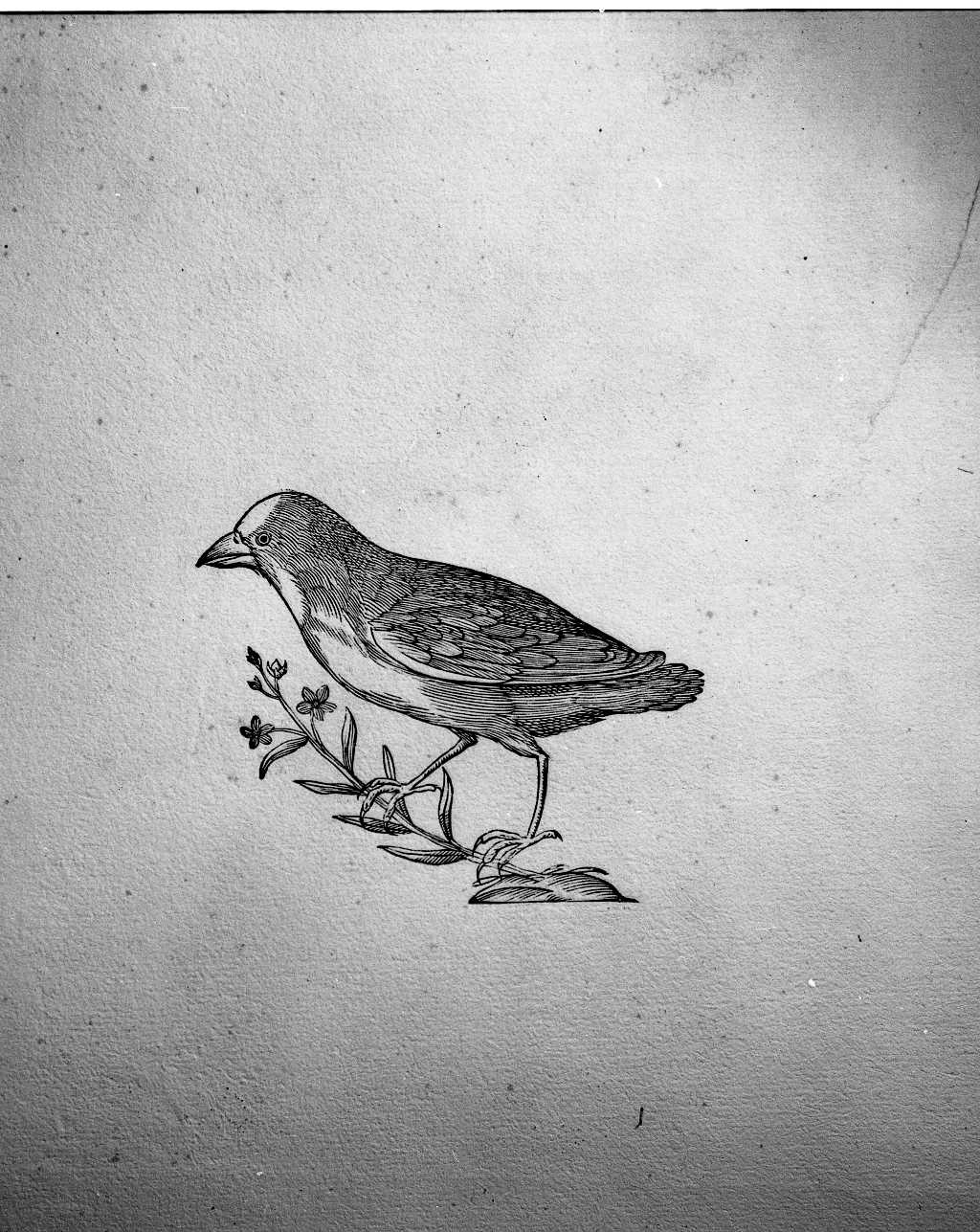 Uccello non determinato (stampa) di Coriolano Bartolomeo (sec. XVII)