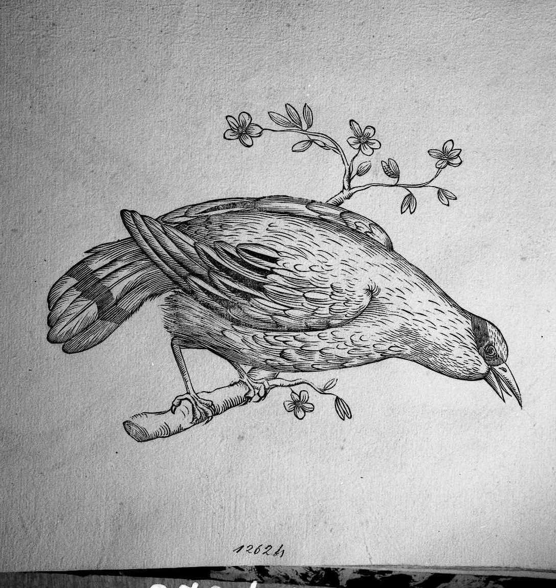 Uccello non determinato (stampa) di Coriolano Bartolomeo (sec. XVII)