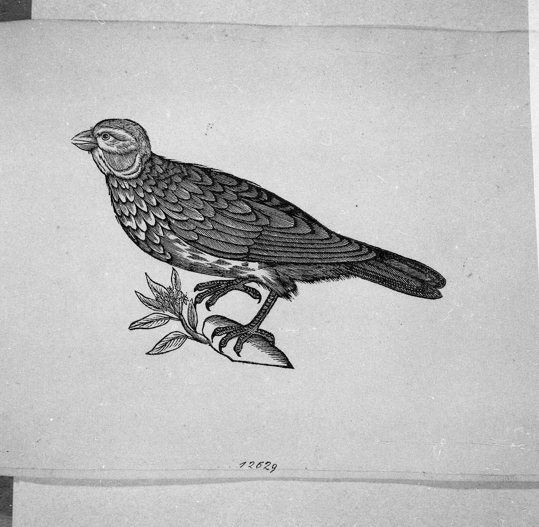 Uccello non determinato (stampa) di Coriolano Bartolomeo (sec. XVII)