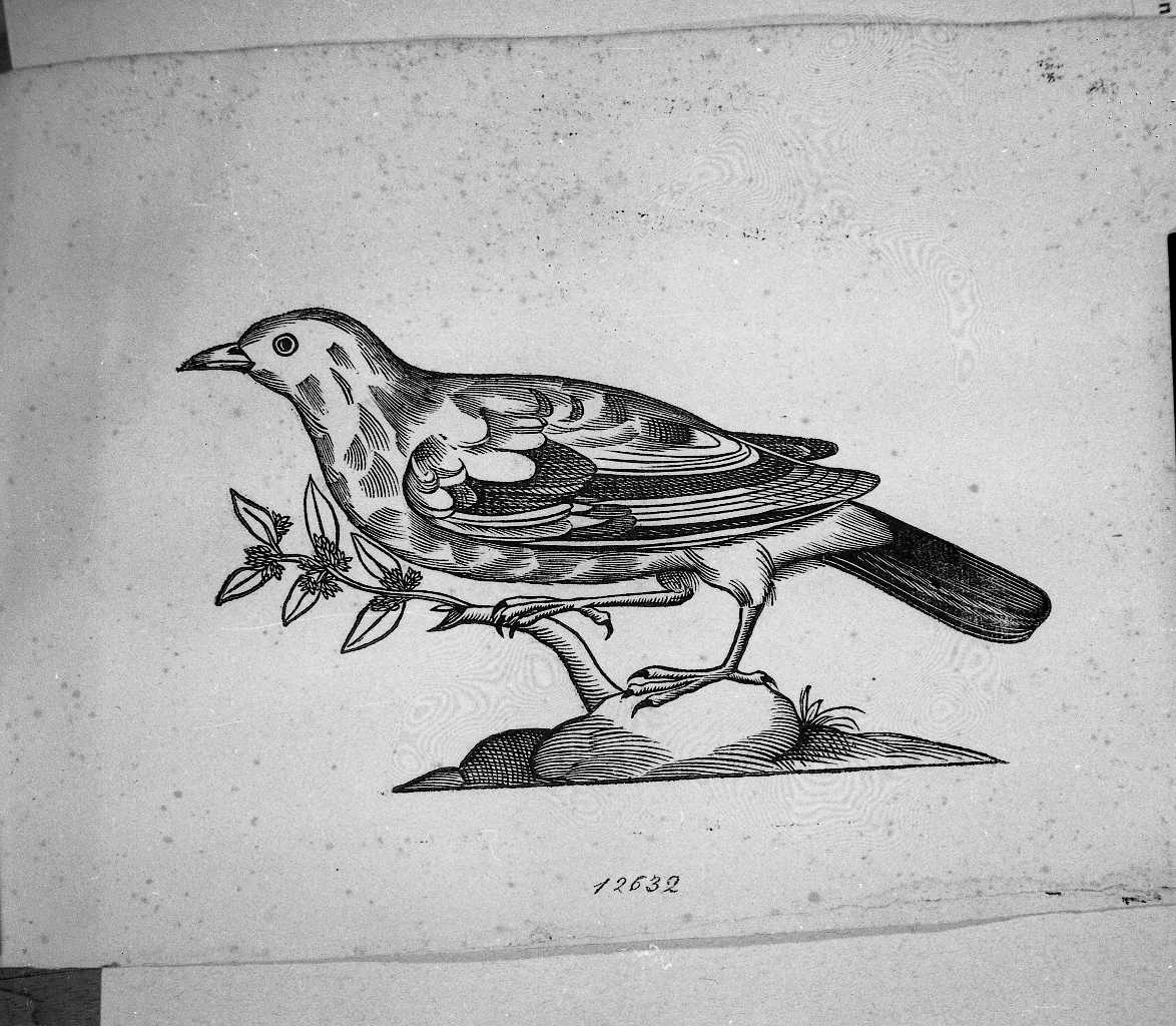 Rigogolo? (stampa) di Coriolano Bartolomeo (sec. XVII)