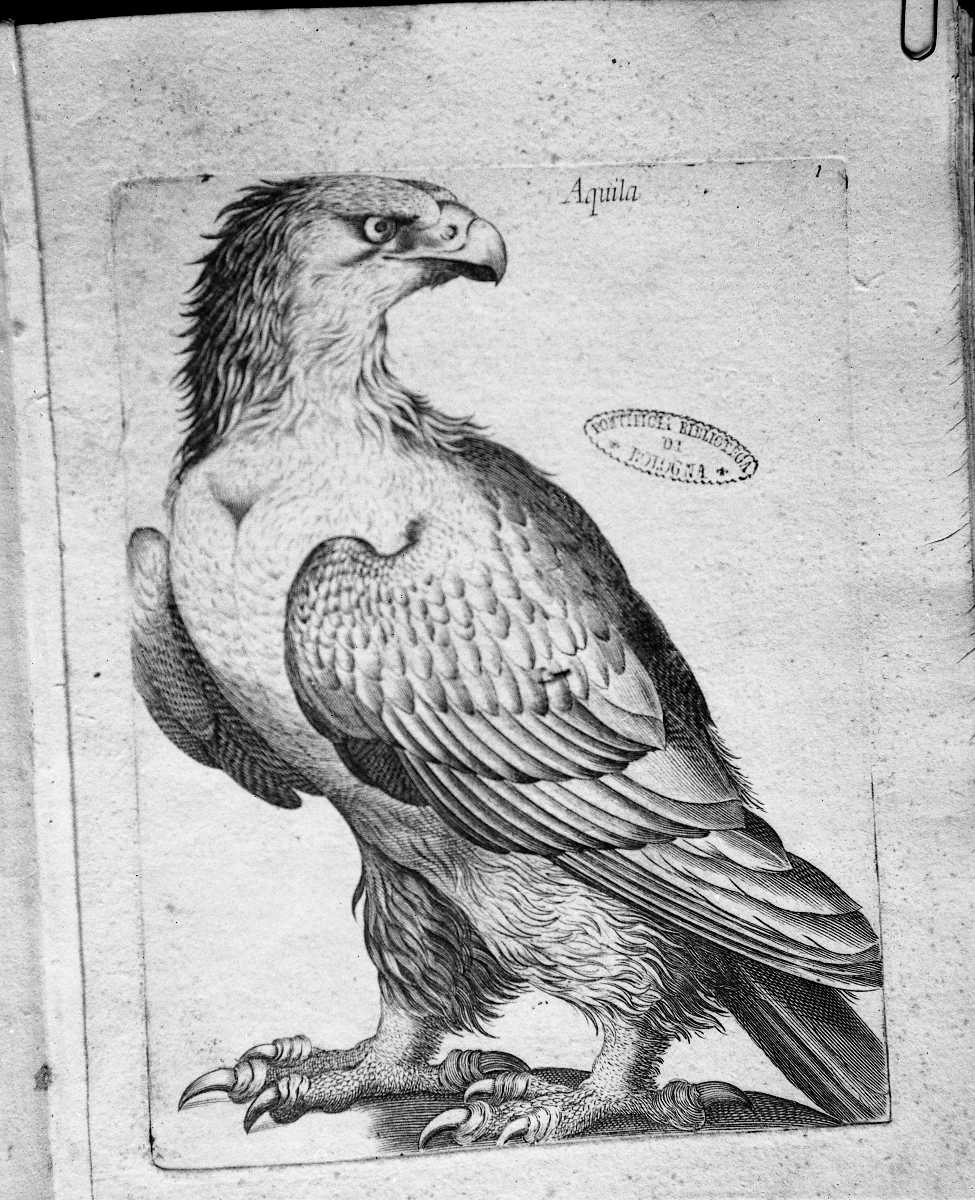1. Aquila (stampa) di Curti Francesco (attribuito) (sec. XVII)