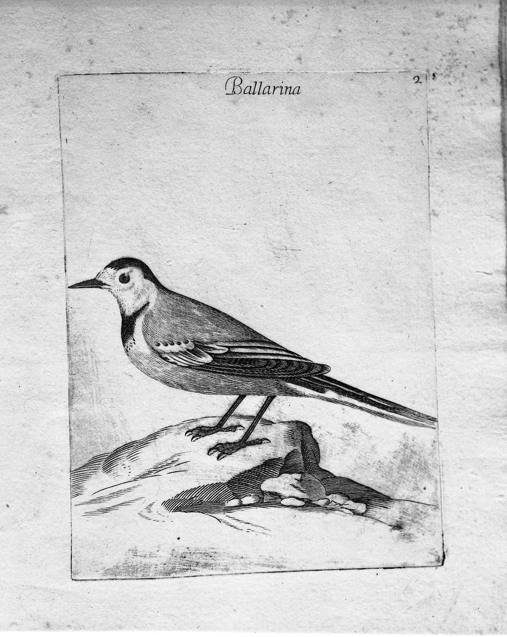 2. ballarina (stampa) di Curti Francesco (attribuito) (sec. XVII)