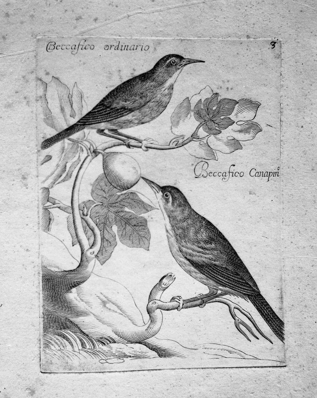 3. Beccafico ordinario e Beccafico Canapino (stampa) di Curti Francesco (attribuito) (sec. XVII)