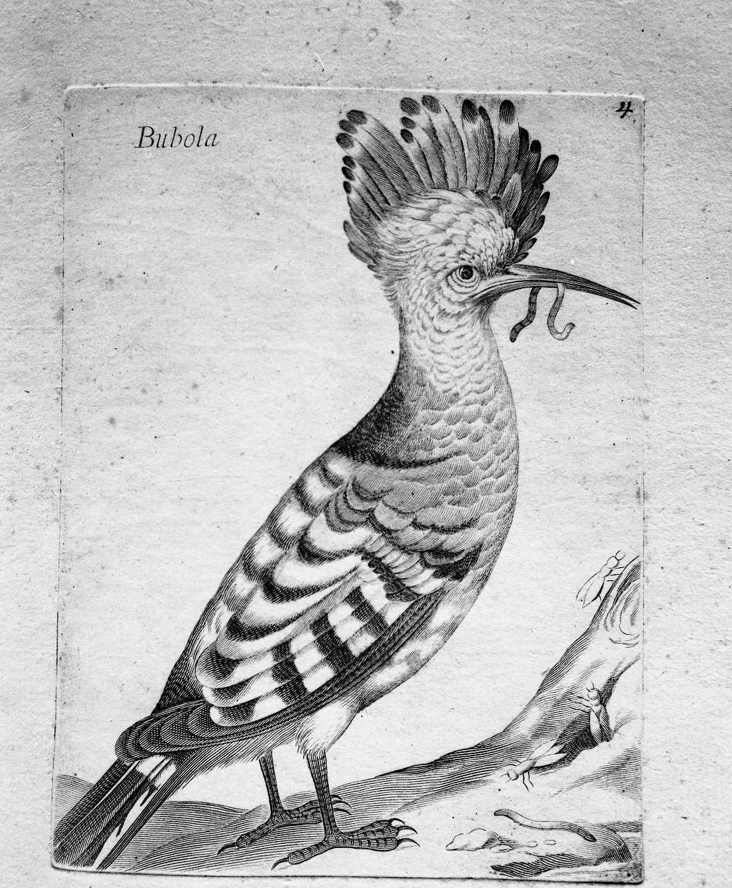 4. Bubola (stampa) di Curti Francesco (attribuito) (sec. XVII)