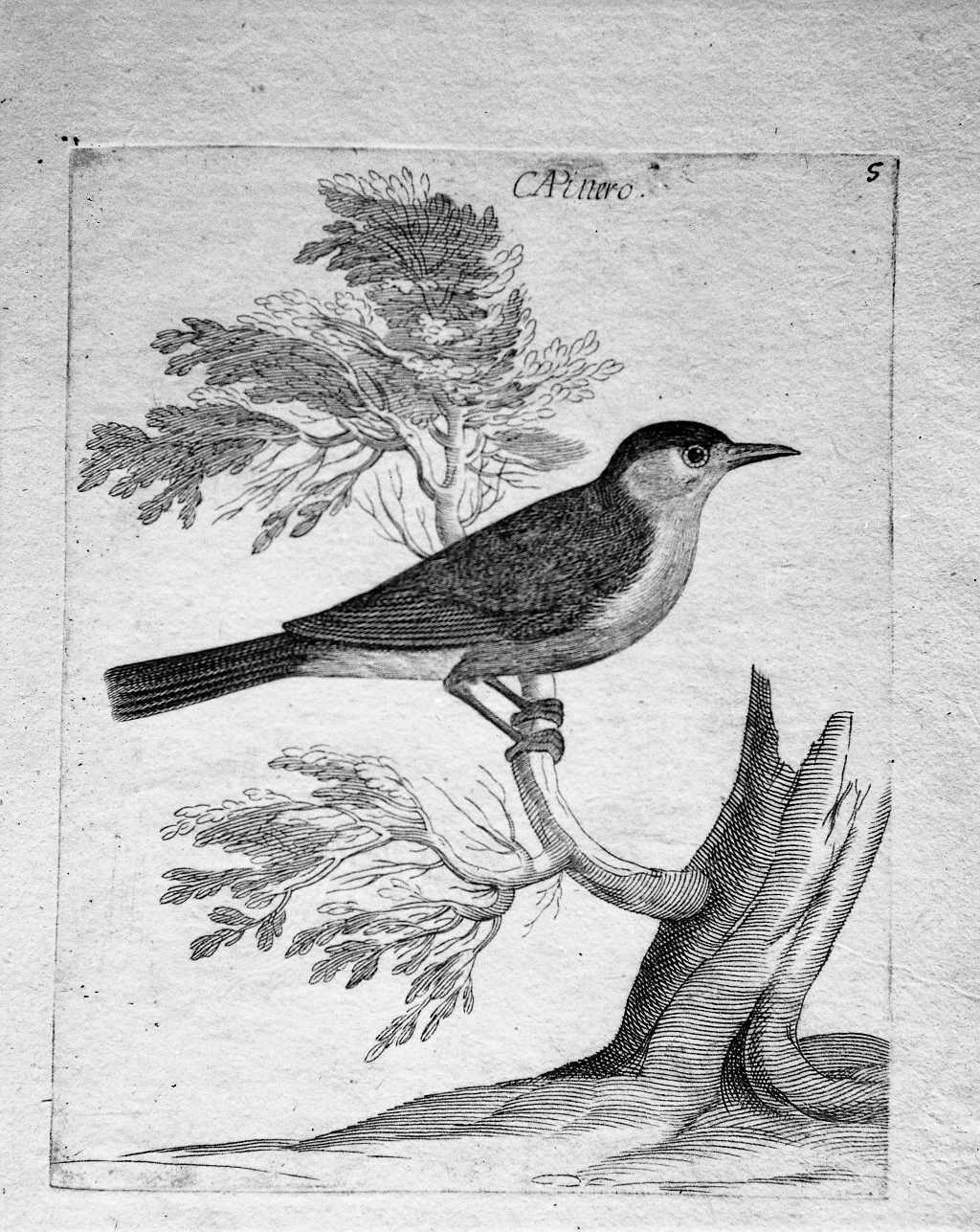 5. Capinero (stampa) di Curti Francesco (attribuito) (sec. XVII)